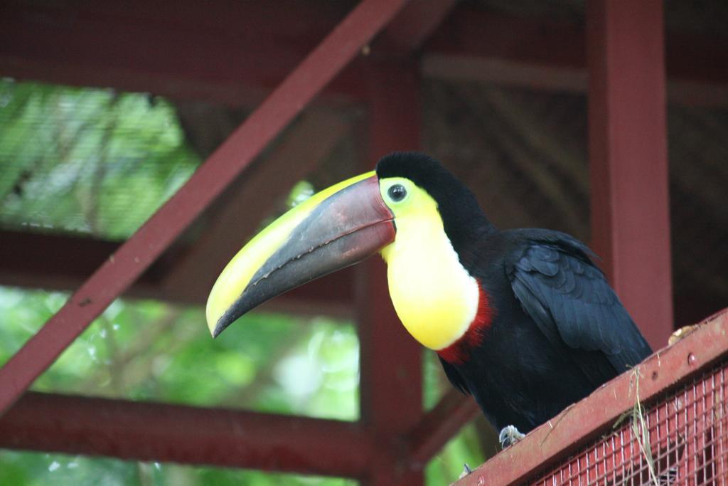 Hotel El Colibri Rojo - Cabinas - Le Colibri Rouge Cahuita Esterno foto